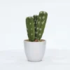 Enchanted Garden™ 8.5" Artificial Potted Cactus -The Thrive Yard Sales 2775781