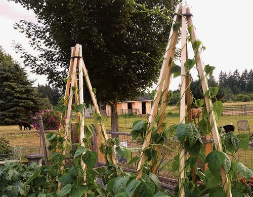 Enchanted Garden™ 6' Cedar Expandable Pyramid Trellis 4 Enchanted Garden™ 6' Cedar Expandable Pyramid Trellis - Image 2