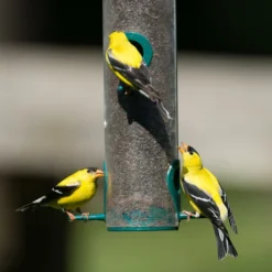 Enchanted Garden™ Gourmet Finch Wild Bird Food Seed - 16 Lb -The Thrive Yard Sales FinchScene1 1